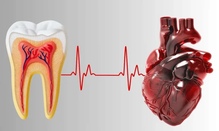 The Link Between Periodontal Health And Heart Health